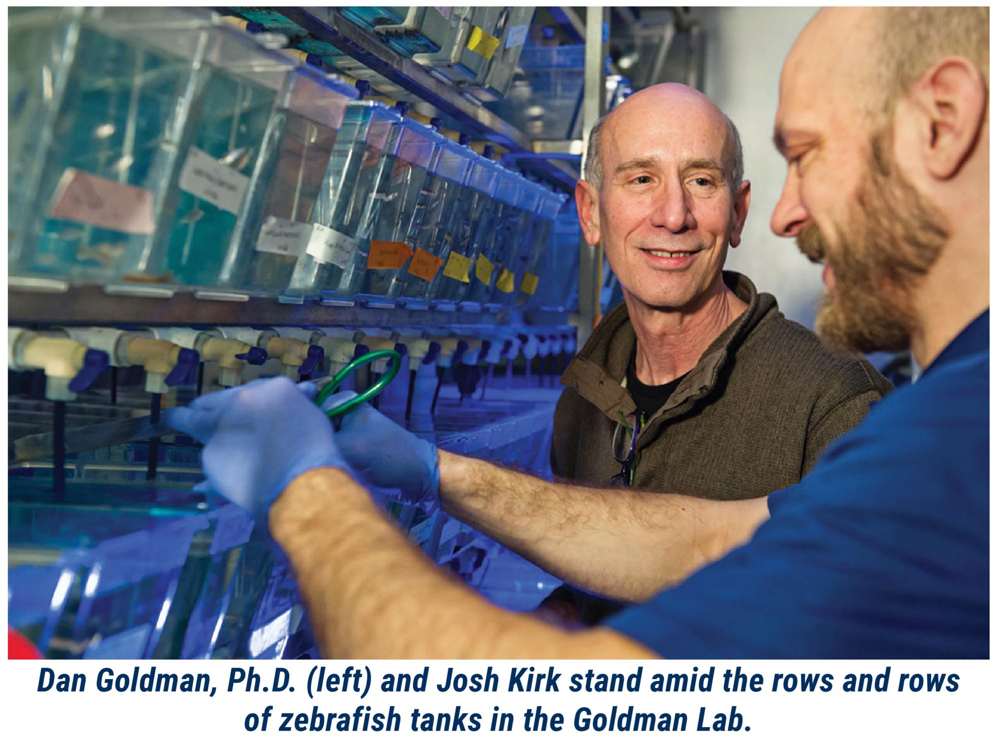 Dan Goldman, Ph.D. (left) and Josh Kirk stand amid the rows and rows of zebrafish tanks in the Goldman Lab