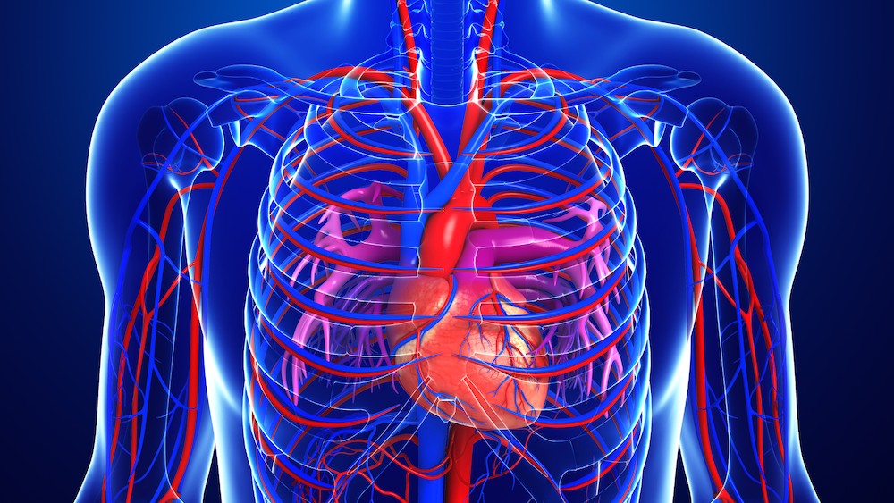 Illustration of human heart anatomy