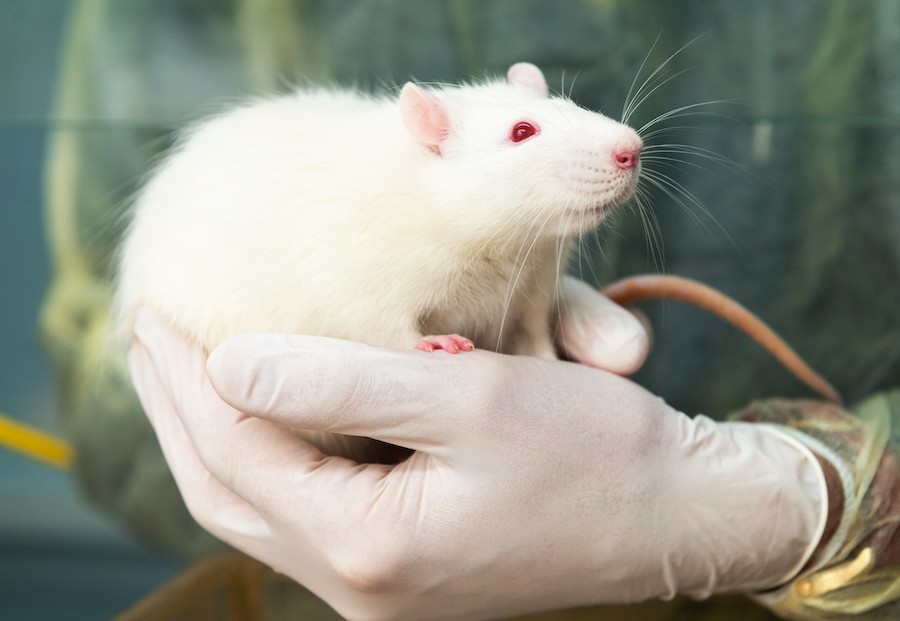Technician holds white rat