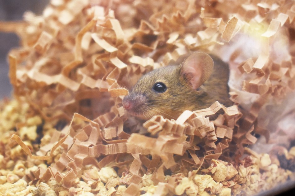 Small brown mouse in enclosure with nesting material