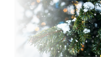 snow covered pine tree