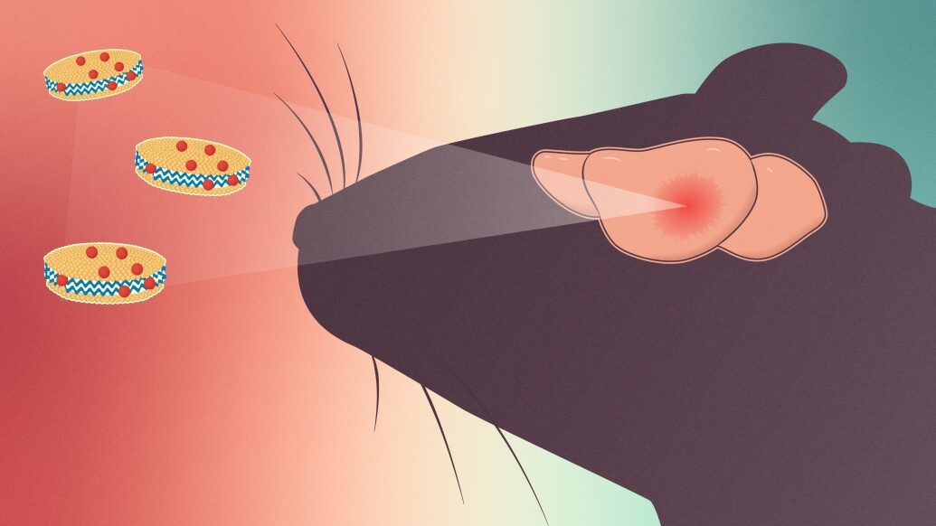 Illustration of mouse seeing three cookies with red dots out of brain