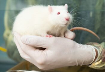Technician holds large white rat