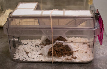Image of mouse cage set up for proper transport