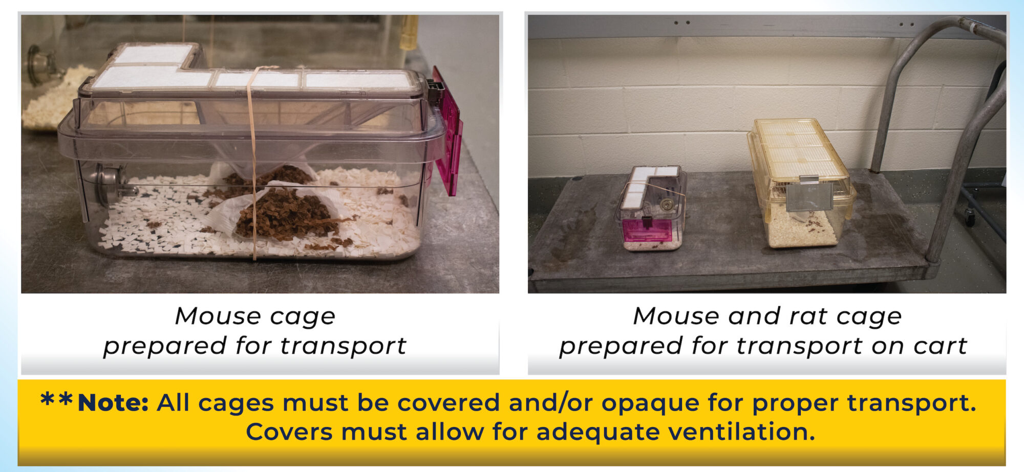 Images of how to set up a mouse and rat cage for proper transport