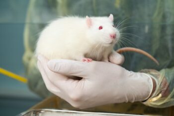 white rat held in gloved hand