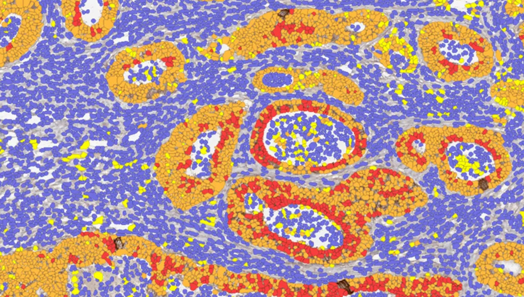 purple yellow red cells up close