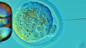 A cell being engineered